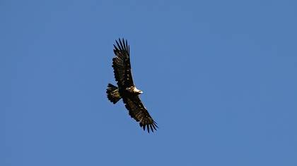 Golden Eagle