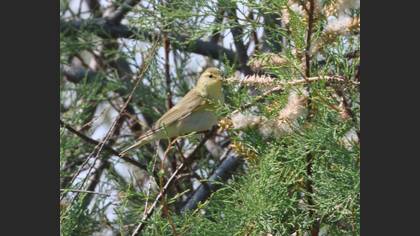 Willow Warbler