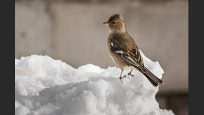 Eurasian Chaffinch