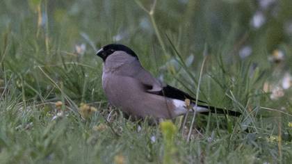 Eurasian Bullfinch