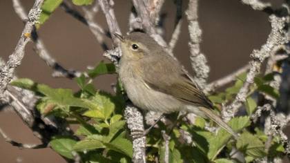 Common Chiffchaff