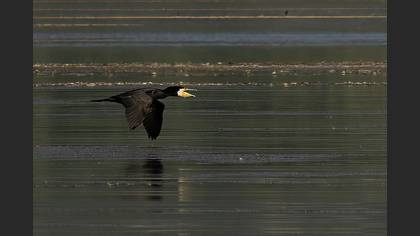 Great Cormorant