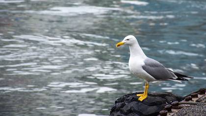 Yellow-legged Gull