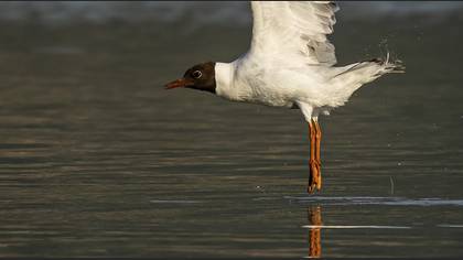 Black-headed Gull