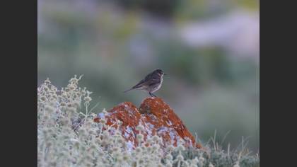 Water Pipit