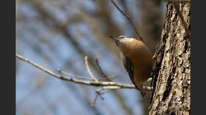 Eurasian Nuthatch