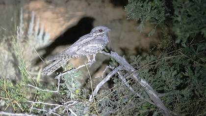 European Nightjar