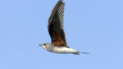 Collared Pratincole
