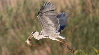 Grey Heron
