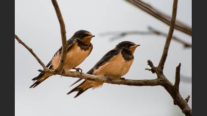 Barn Swallow