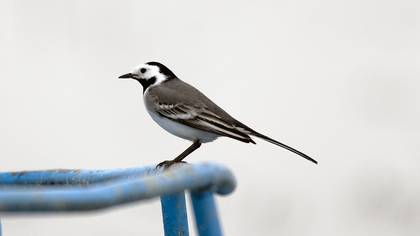 White Wagtail