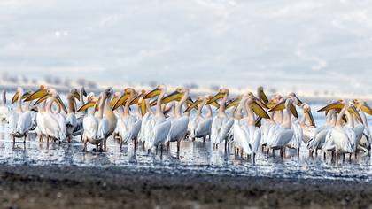 Great White Pelican