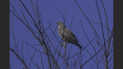 Long-legged Buzzard