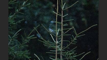 Eurasian Blue Tit