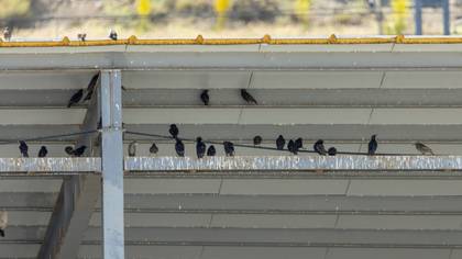 Common Starling