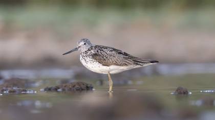 Common Greenshank