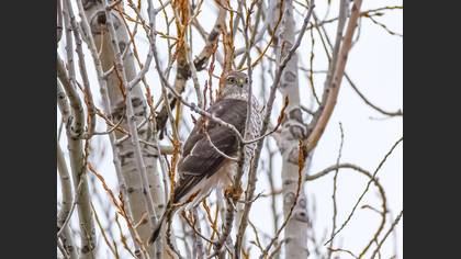 Eurasian Sparrowhawk