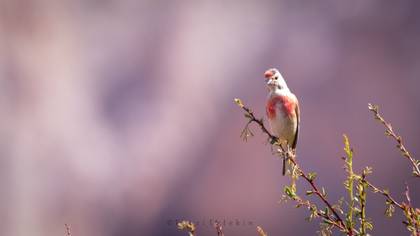 Common Linnet