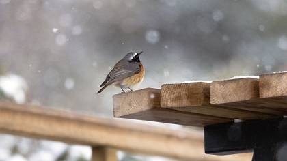 Common Redstart