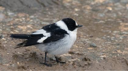 Collared Flycatcher