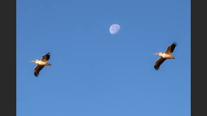 Great White Pelican