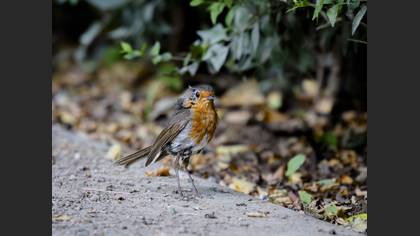 European Robin