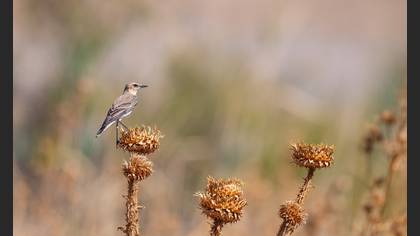 Northern Wheatear
