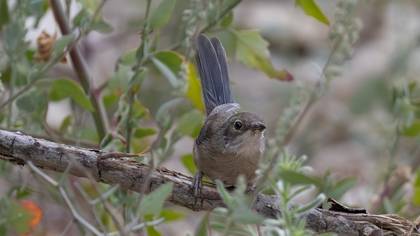 Sardinian Warbler
