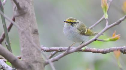 Pallas`s Leaf Warbler