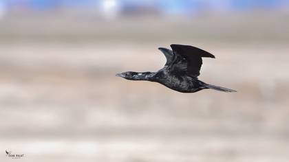 Pygmy Cormorant