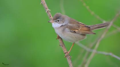 Common Whitethroat