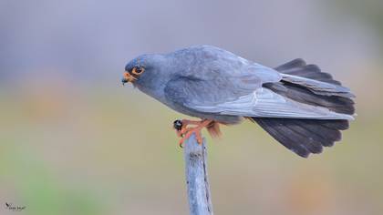 Red-footed Falcon