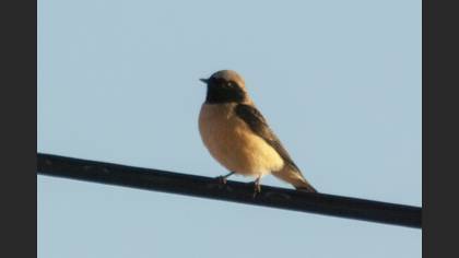 Black-eared Wheatear
