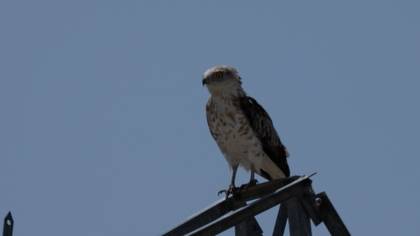 Short-toed Snake Eagle