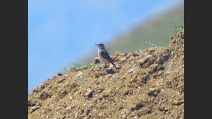 Northern Wheatear