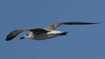 Yellow-legged Gull