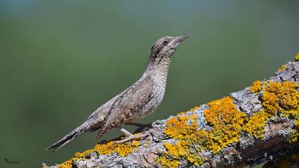 Eurasian Wryneck