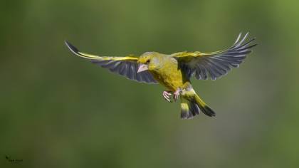 European Greenfinch