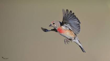 Common Linnet