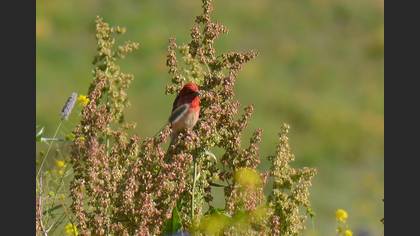 Common Rosefinch