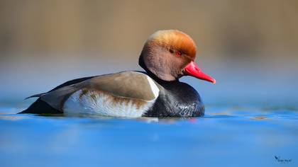 Red-crested Pochard