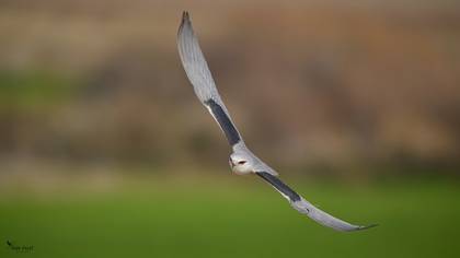Black-winged Kite