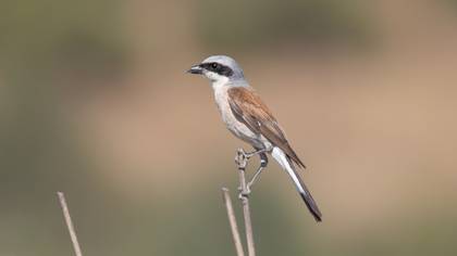 Red-backed Shrike
