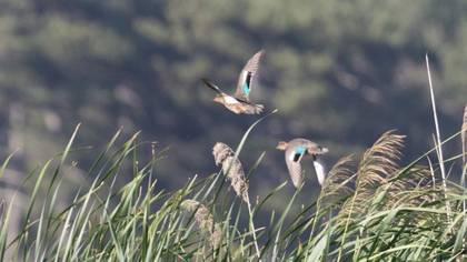 Eurasian Teal