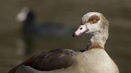 Egyptian Goose