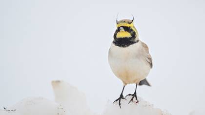 Horned Lark