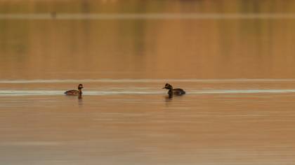 Black-necked Grebe