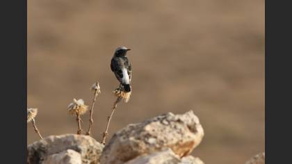 Mourning Wheatear