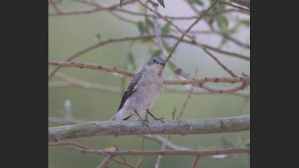 Semicollared Flycatcher