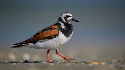 Ruddy Turnstone